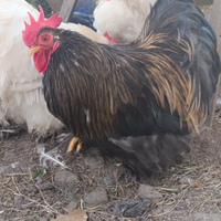 Coppie Cocincina nana + Galli