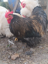 Coppie Cocincina nana + Galli