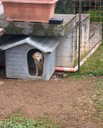 Labrador femmina di 5 anni