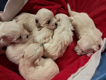 Cuccioli di maltese