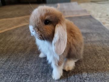 Conigli nani ariete mini lop