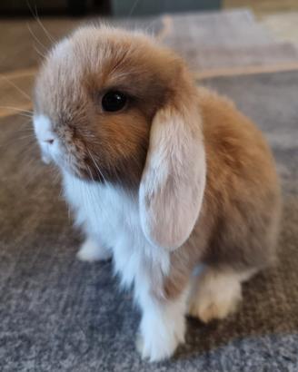 Conigli nani ariete mini lop