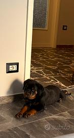 Cucciolo Rottweiler
