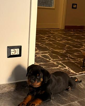 Cucciolo Rottweiler