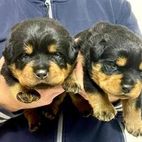 Cuccioli rottweiler pronti per essere consegnati