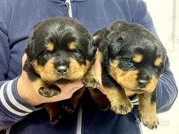 Cuccioli rottweiler pronti per essere consegnati