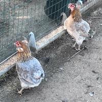 Araucana Galli galline pulcini polli