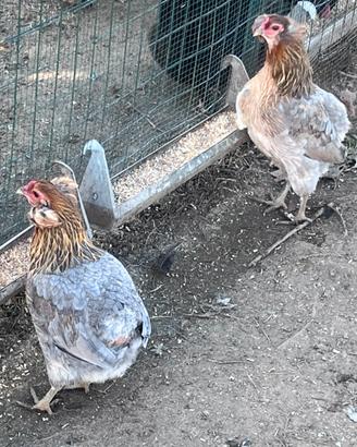 Araucana Galli galline pulcini polli