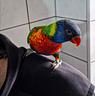 pappagallo-lori-arcobaleno-allevato-a-mano