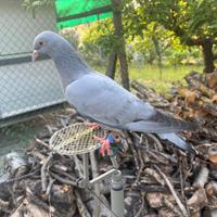 PICCIONI DA RICHIAMO