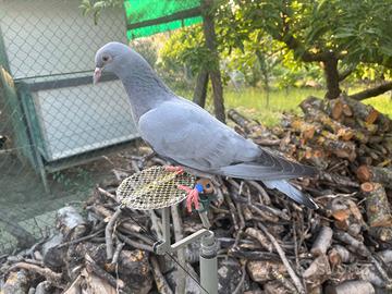 PICCIONI DA RICHIAMO