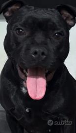 Staffordshire bull terrier stallone