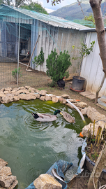 Coppia di germani reali