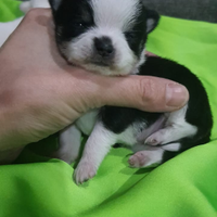 Chihuahua Toy 900gr adulti