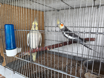 Coppia calopsite maggiorate