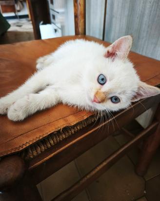 Gatto siamese