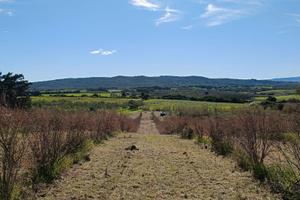 Terreno agricolo con piantaggione di melograno