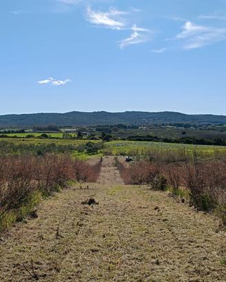 Terreno agricolo con piantaggione di melograno