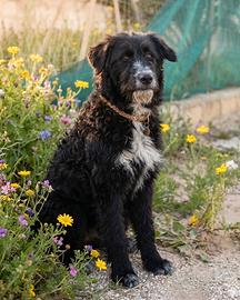 Cucciola abbandonata mix border collie