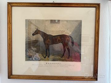 Stampe storiche equestri di Harry Hall