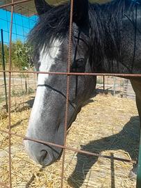 Pony femmina