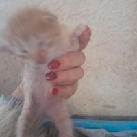 Re.ga.lo ultimo gattino leggi tutto