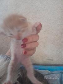 Re.ga.lo ultimo gattino leggi tutto