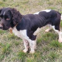 Springer spaniel inglese