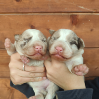 Border Collie con Pedigree Cucciole