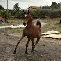 Puledri PSA documenti anica