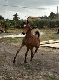 Puledri PSA documenti anica