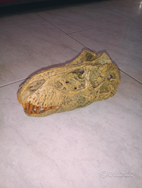 Teschio T Rex