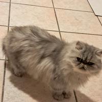 Gatta persiana ipertipica