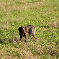 Epagneul Breton da caccia