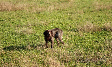 Epagneul Breton da caccia