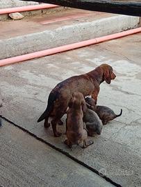 Cuccioli di segugio maremmano e dacksbrache