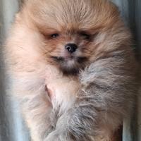 Cucciolo di spitz