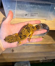 Geco Leopardino