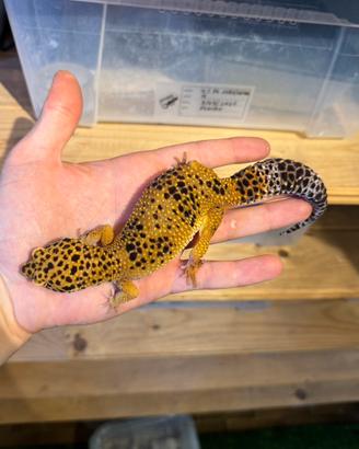 Geco Leopardino