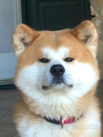 AKITA INU maschio per accoppiamento