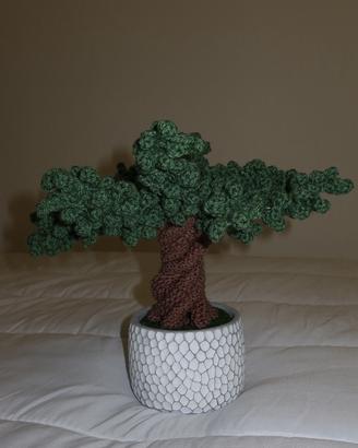 Bonsai uncibetto