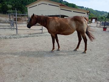 Cavalla qh