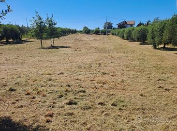 Terreno Agricolo 4.000 MQ con 43 alberi di ulivo 