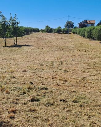 Terreno Agricolo 4.000 MQ con 43 alberi di ulivo 