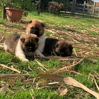 Cuccioli di Akita americano