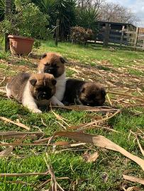 Cuccioli di Akita americano