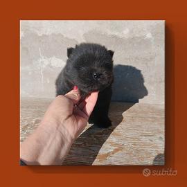 Chow chow