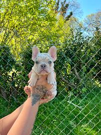 Bulldog francese femmina