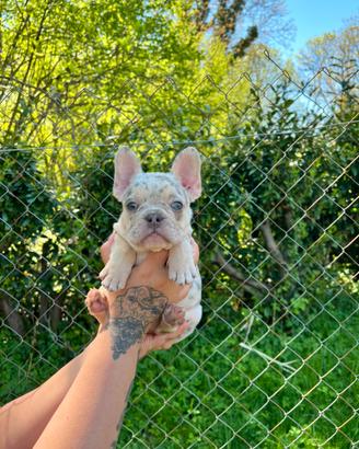 Bulldog francese femmina