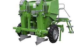 Seminapatate Piantapatate